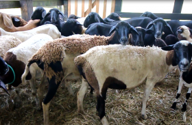 Dia de Campo fortalece setor de ovinocultura em São José da Laje