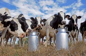 CPLA promove Dia de Campo para apresentar modelo de melhoramento genético no rebanho leiteiro