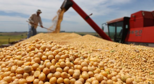 Plantio de soja no Brasil chega a 73% da área e elimina atraso