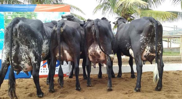 Pecuária de leite: atividade complexa que está se tornando cada vez mais profissional no Brasil