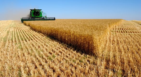 IBGE estima queda de 9,2% na safra de cereais de 2018