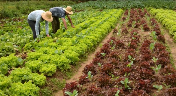 Agropecuária perde mais de 21 mil empregos formais em novembro