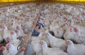 Custos de produção de suínos e de frangos de corte voltam a subir em novembro