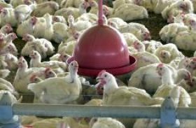 Produção de carne de frango e de porco aumenta em 2017, diz ABPA