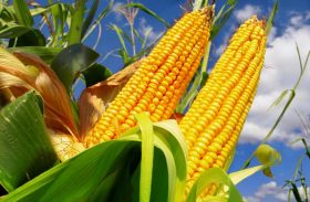 Prorrogada venda de milho em balcão aos pequenos produtores