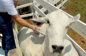 Faeal alerta produtores rurais para prazo da declaração da vacinação contra a febre aftosa