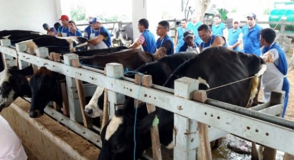 Agricultura promove curso de inseminação artificial em bovinos