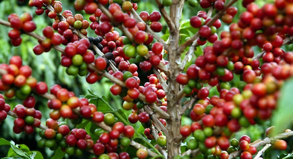 Produtividade foi o principal fator de aumento da renda do produtor de café