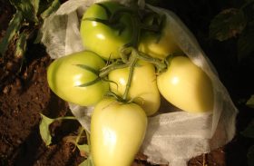 Ensacamento controla pragas do tomate