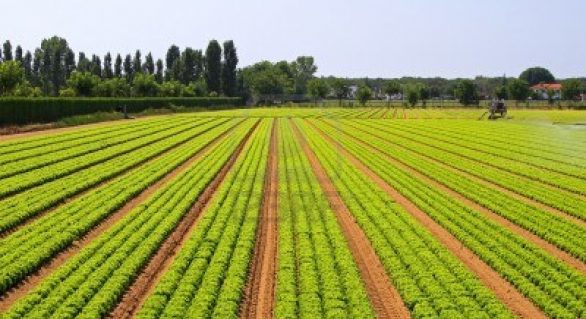 IICA: países em desenvolvimento podem trocar experiências na área agrícola