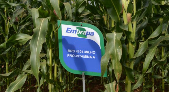 Embrapa disponibiliza oferta de sementes de milho BRS 4104 para produtores cadastrados no Renasem