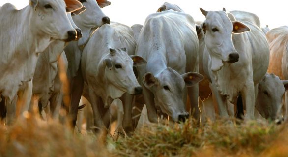 Nova legislação pretende melhorar relação comercial entre criadores de gado e donos de frigoríficos