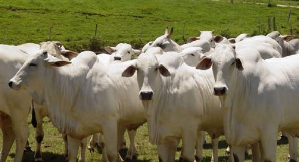Projeto pretende melhorar relação comercial entre criadores de gado e donos de frigoríficos