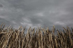 Cientistas criam app com previsão imediata de chuvas a agricultores
