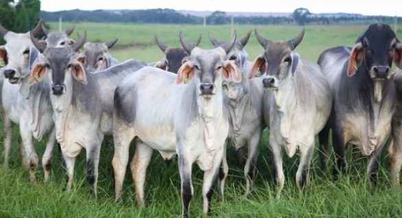 Volume de bovinos vivos exportado pelo Brasil totalizou 24,2 mil em janeiro