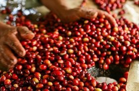 Cafés diferenciados registram 21,1% de participação nas exportações em janeiro