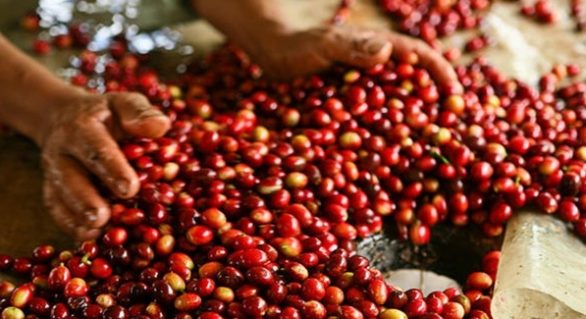 Cafés diferenciados registram 21,1% de participação nas exportações em janeiro