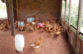 Governo de AL incentiva criação de aves caipiras na agricultura familiar