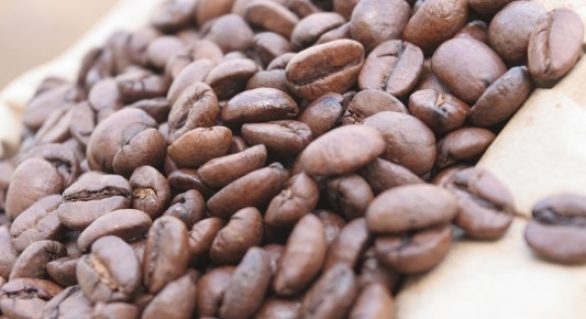 Produtividade média da cafeicultura brasileira em 2018 deverá ser a maior já registrada com 29,47 sacas por hectare