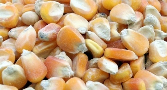 Brasil tomará liderança dos EUA na exportação de milho em 5 anos