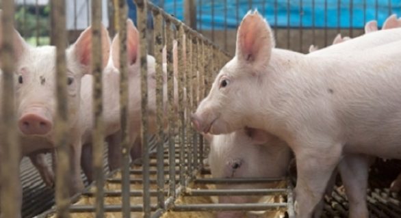 Brasil exporta carne suína para 70 países