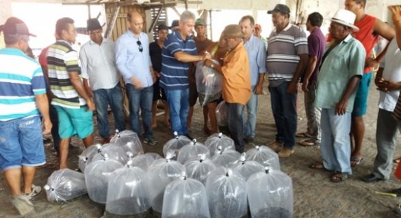 Seagri distribui alevinos de tilápia a agricultores familiares alagoanos