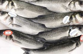 Quaresma e Semana Santa impulsionam consumo de pescados em até 15%