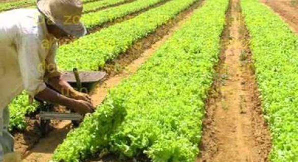 Ministério lança sistema de macrologística para a agropecuária brasileira