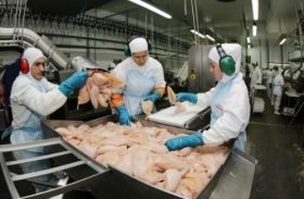 Consumo de carne de aves é seguro