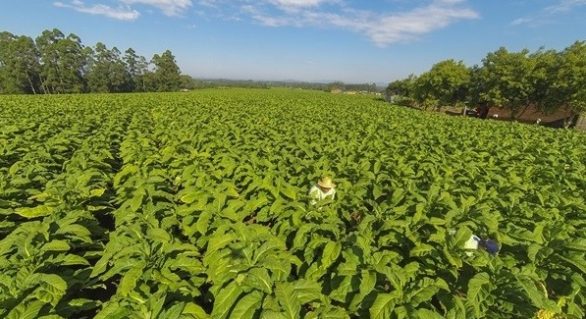 Exportação de tabaco cresce 70% no início do ano