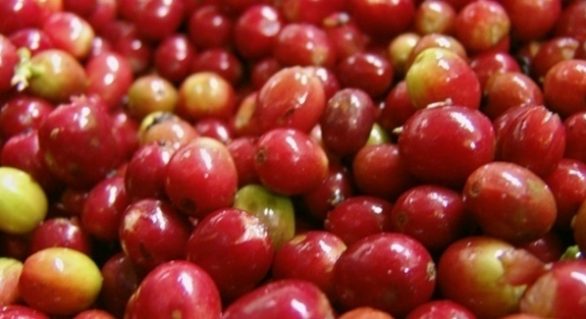 Vendas de café avançam no país com proximidade da colheita, diz Safras