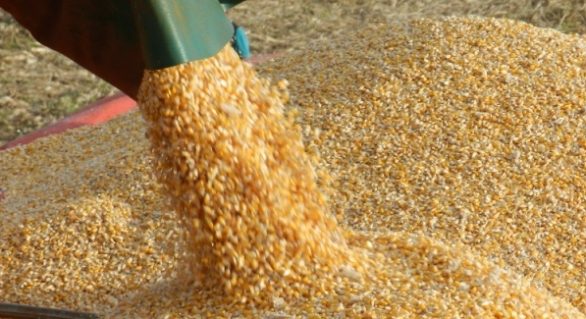 Brasil: Safra de milho deve registrar queda de 12%