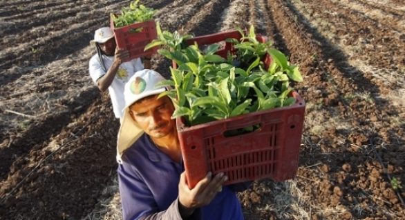 Agro cria mais de 37 mil vagas de trabalho e se consolida como motor da economia