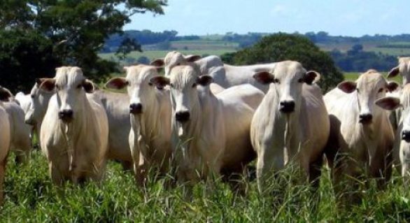 Produção de carne bovina e suína do Brasil deve aumentar em 2018