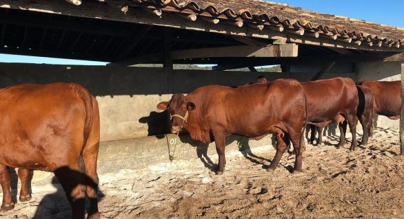 Referência no NE, Fazenda Mangabeira investe e impulsiona pecuária de corte
