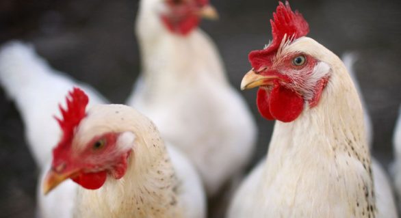 Aves podem ser consumidas sem risco após cozimento, afirma ministro