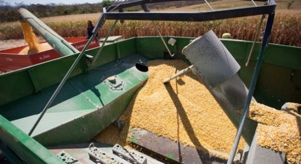 Indicador do milho é o maior desde setembro de 2016