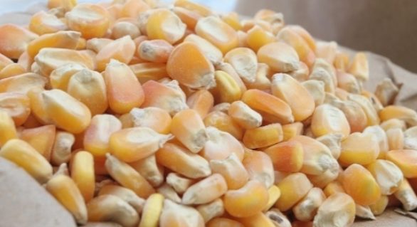 Exportações brasileiras de milho cresceram no primeiro bimestre deste ano, em relação a 2017