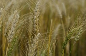 Conab aumenta produção de trigo do Brasil em 9,2%