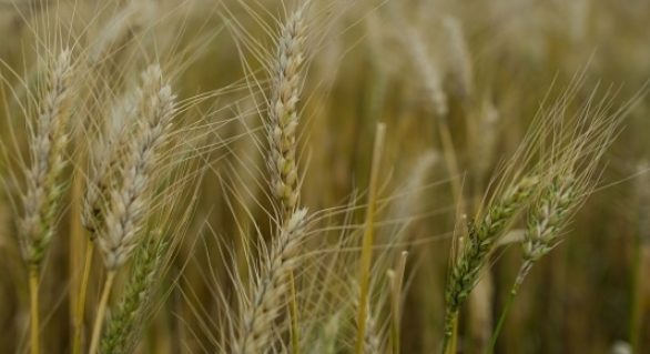 Conab aumenta produção de trigo do Brasil em 9,2%