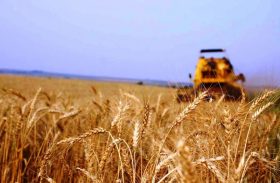Preço do trigo vai subir durante colheita do Brasil