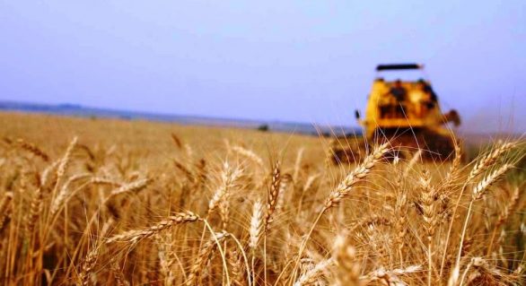 Preço do trigo vai subir durante colheita do Brasil