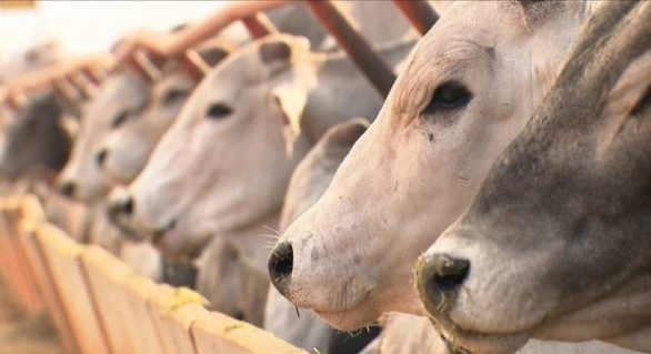 Maior descarte de fêmeas impulsionou abate de bovinos em 2017