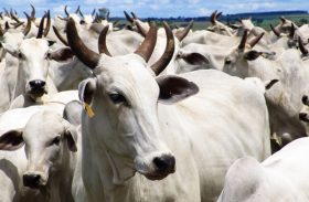 Índia vai importar do Brasil embriões bovinos e suínos vivos para reprodução