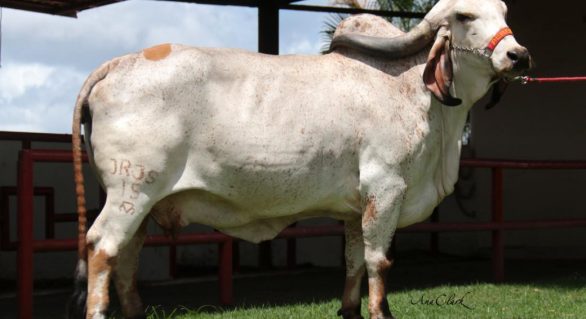 3º Leilão Genética de Berço assegura bovino adaptável ao Nordeste