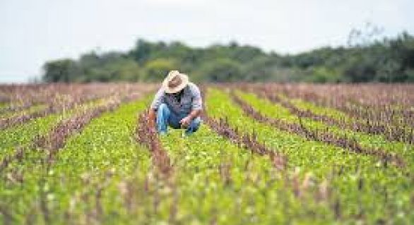 Negócio Certo Rural beneficia produtores de São Luiz do Quitunde