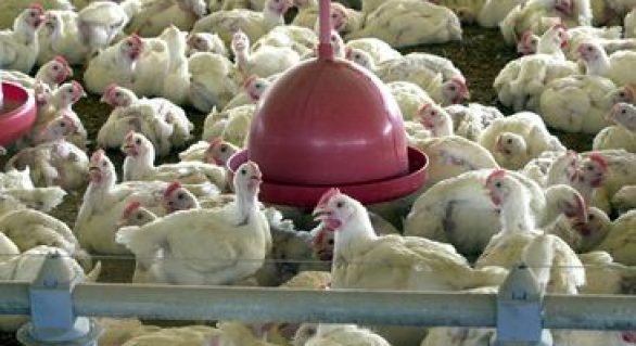 Brasil terá perda de 30% nas exportações de frango para a Europa