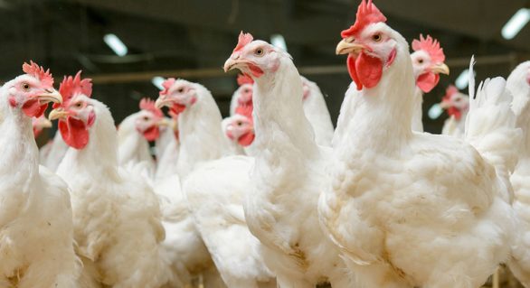 União Europeia decide proibir exportação de frango brasileiro para a região