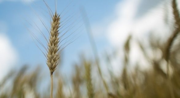 Cenário externo e preço interno atrativo podem aumentar área de trigo no BR