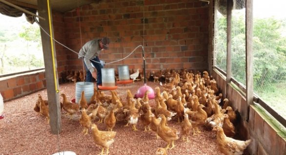 Técnicos da Adeal fazem cadastro de avícolas em Alagoas